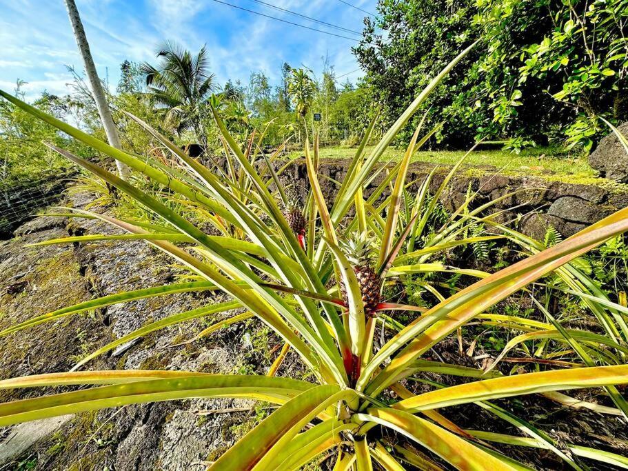 Puna Zen Botanical Garden Retreat Keaau Buitenkant foto