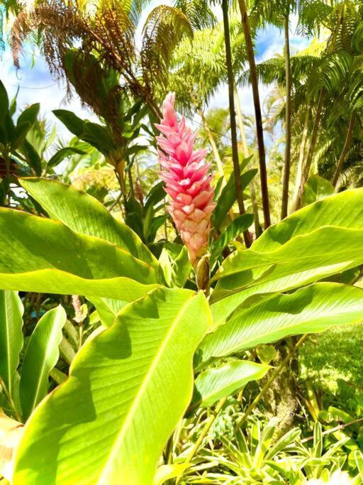 Puna Zen Botanical Garden Retreat Keaau Buitenkant foto